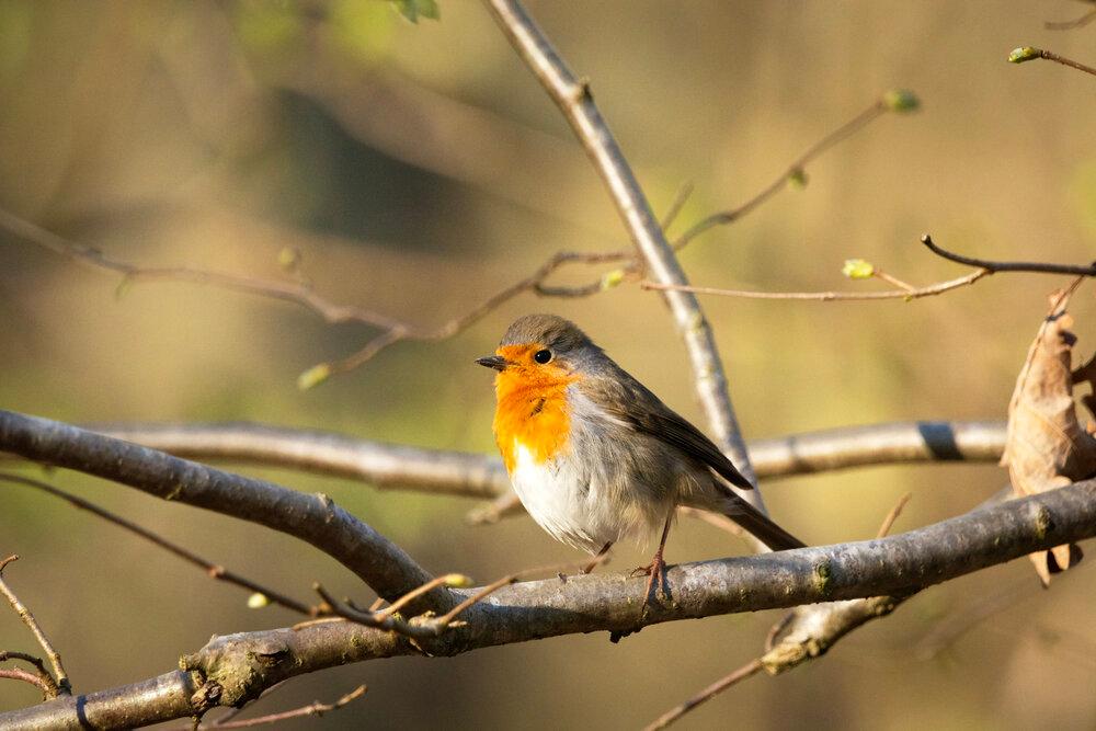 A Robin