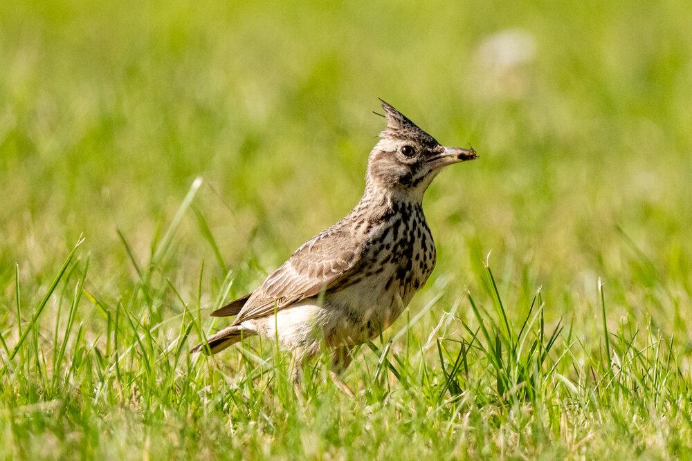A Skylark