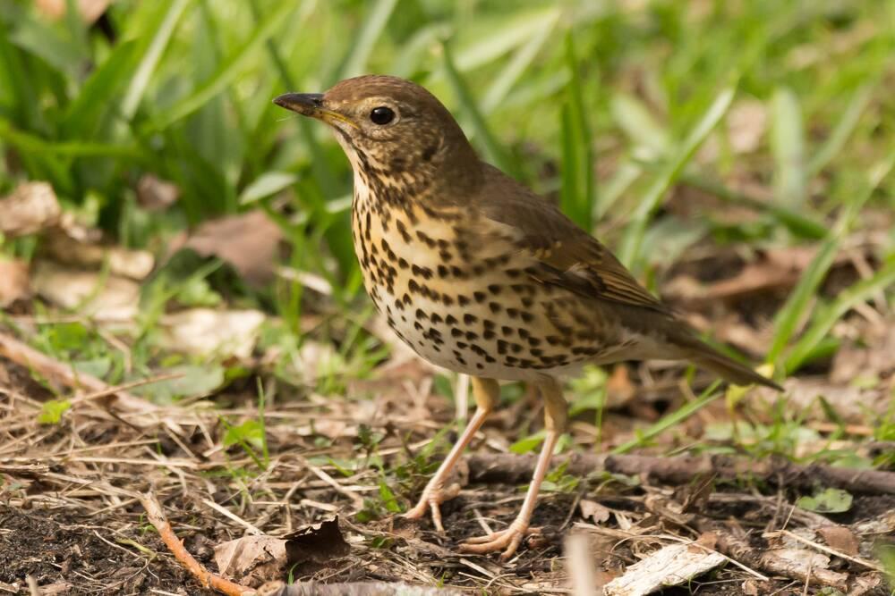 A Song Thrush