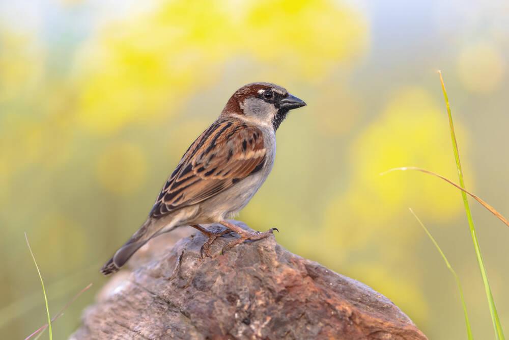 A House Sparrow