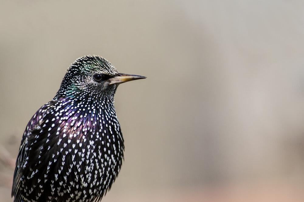 A Starling