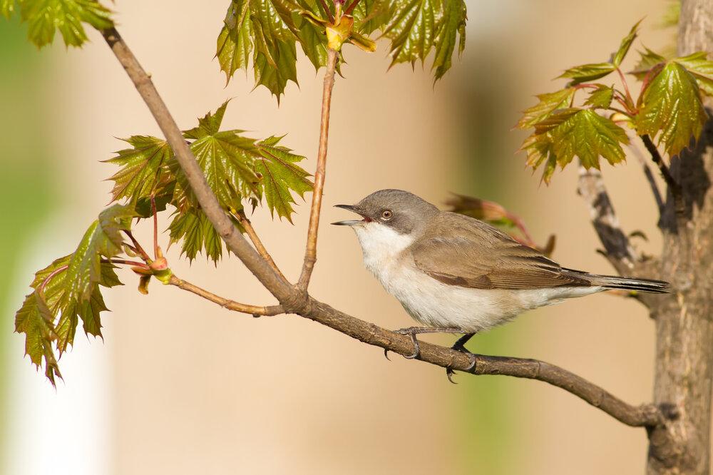  A Whitethroat