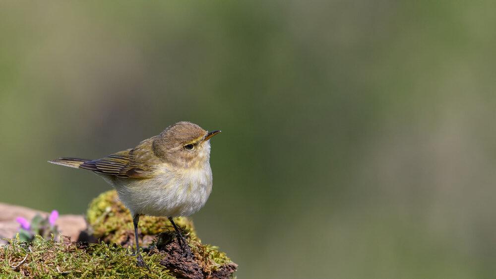 A Willow Warbler