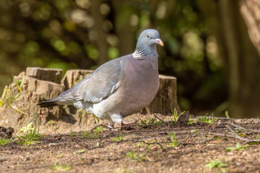 A Wood Pigeon