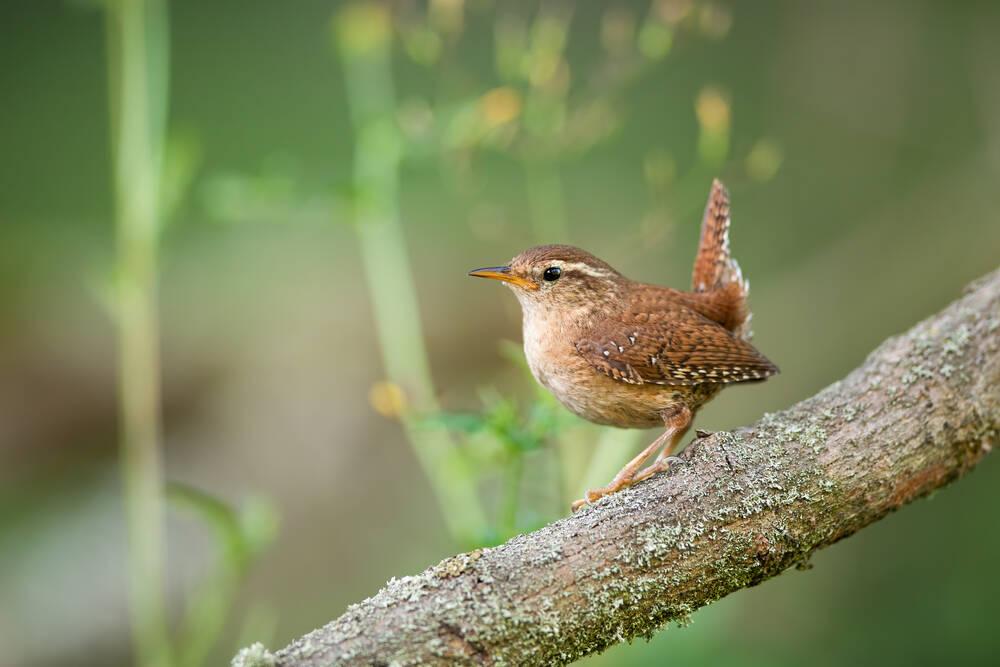 A Wren