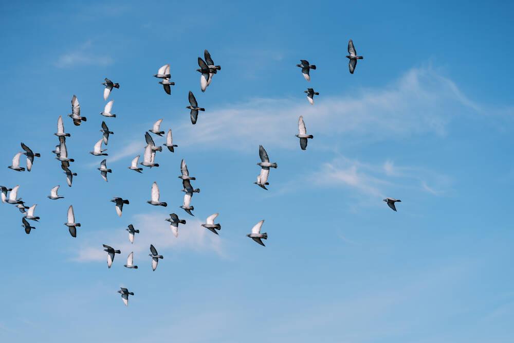 A flock of birds flying in the sky