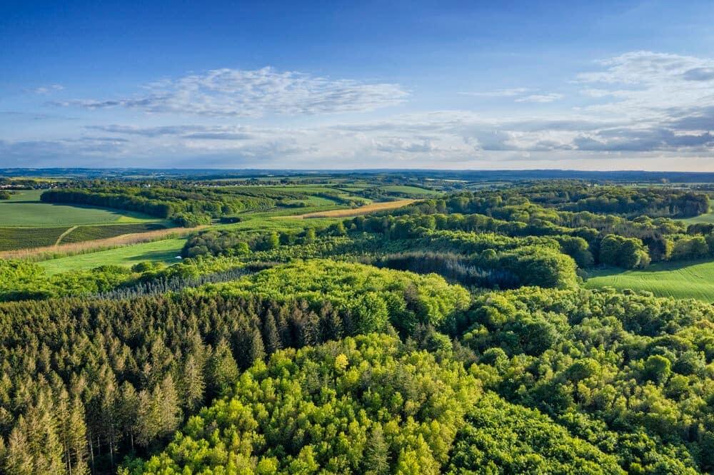 Arial view of a forest