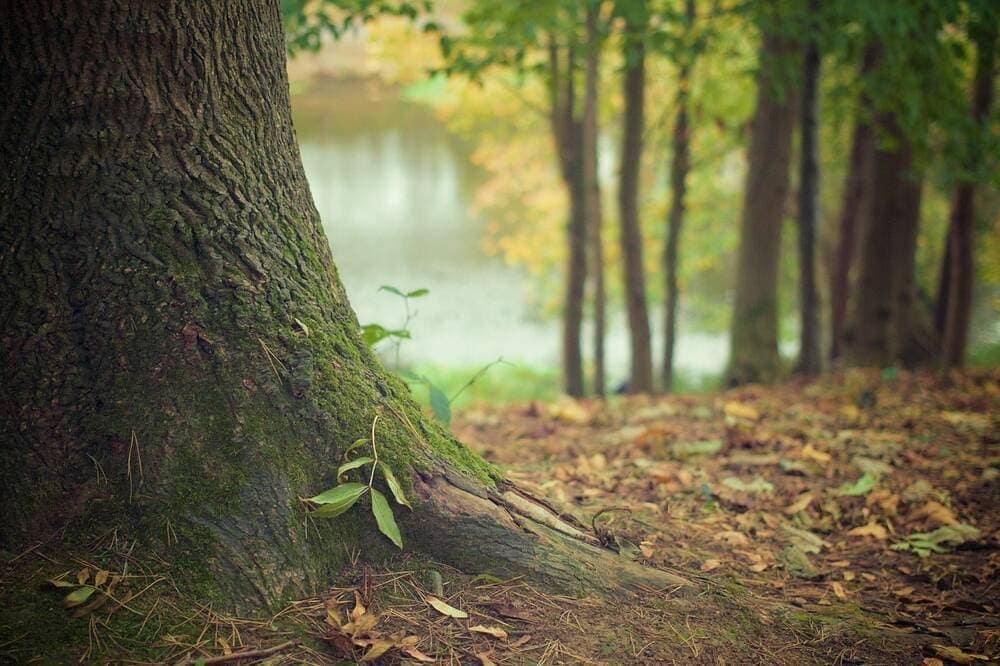 Several trees in a woodland