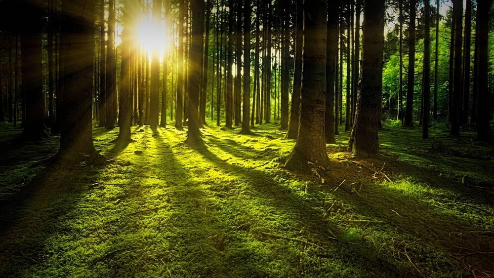 Sun shining through trees