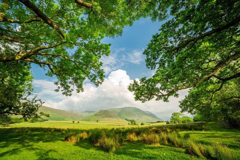 A frame made by field and trees in District Lake, England