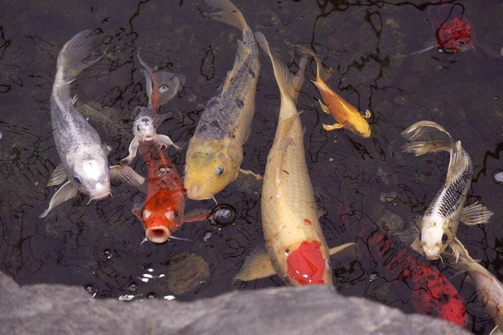 Fish in water