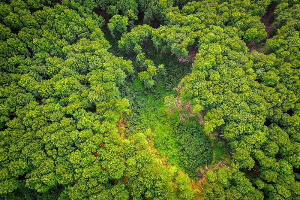 A rainforest as seen from the air