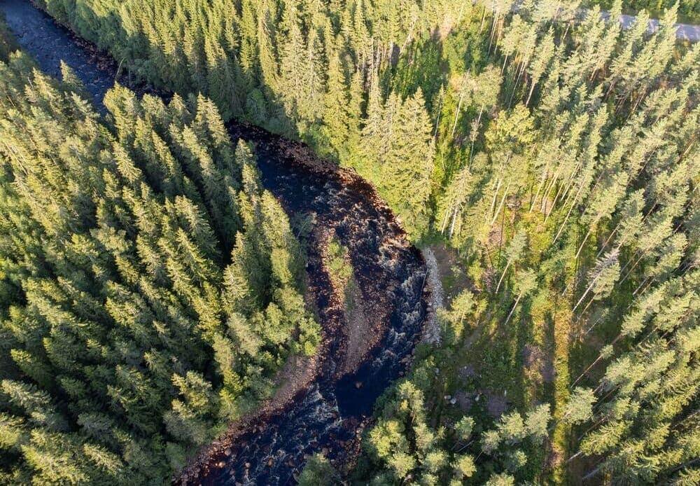 A forest