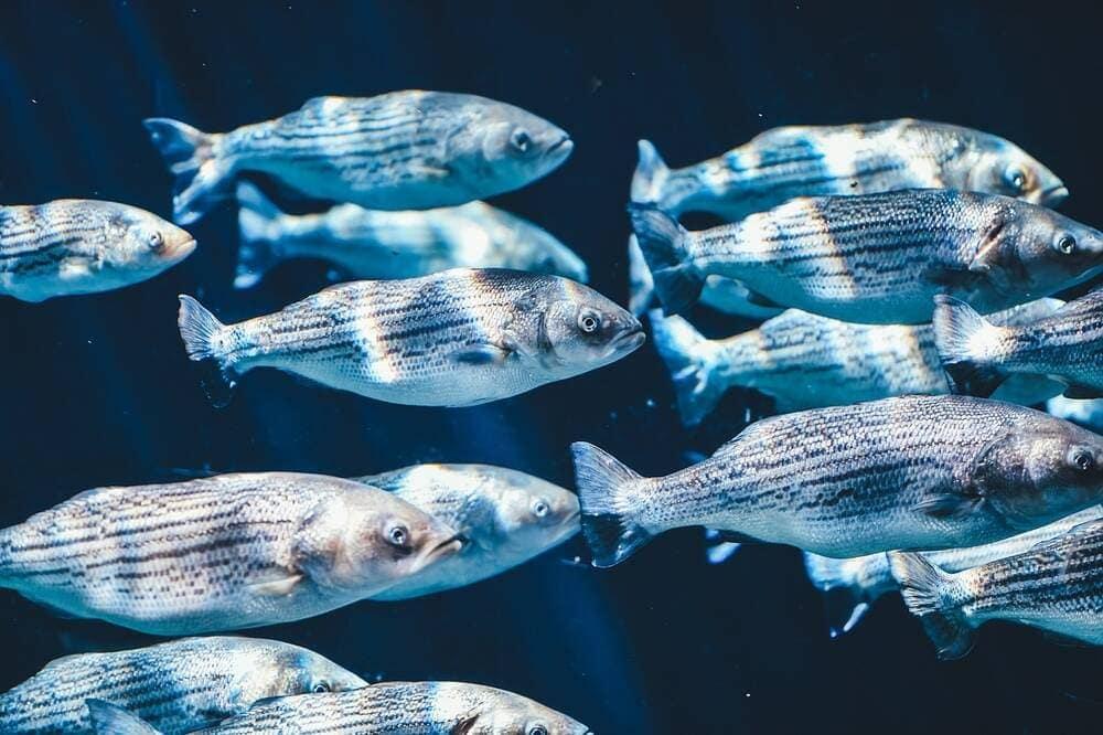 Fish swimming in the sea