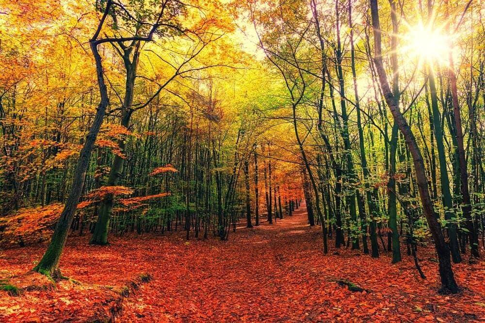 A forest