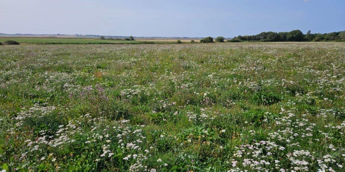 Traditional Flower Meadow alongside the Blackwater Estuary