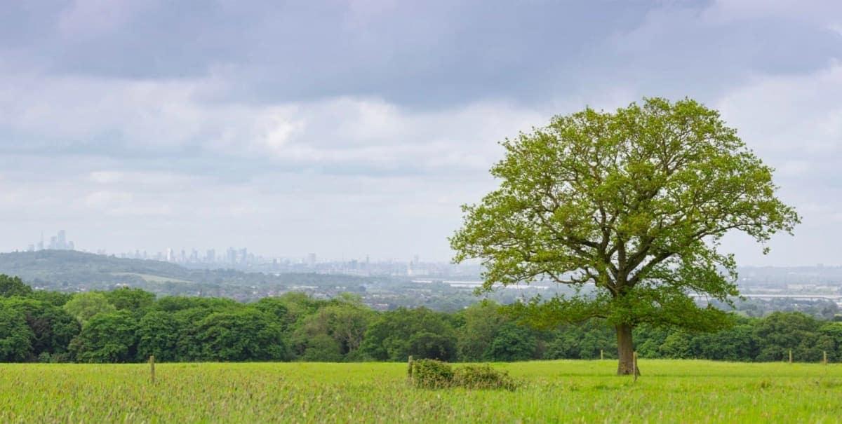 Harold's Park Wildland, Essex