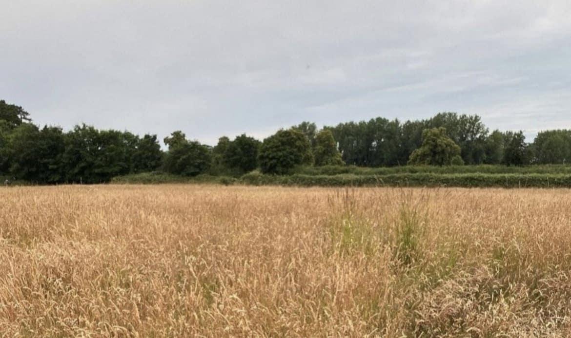 Doddington - The Orchard