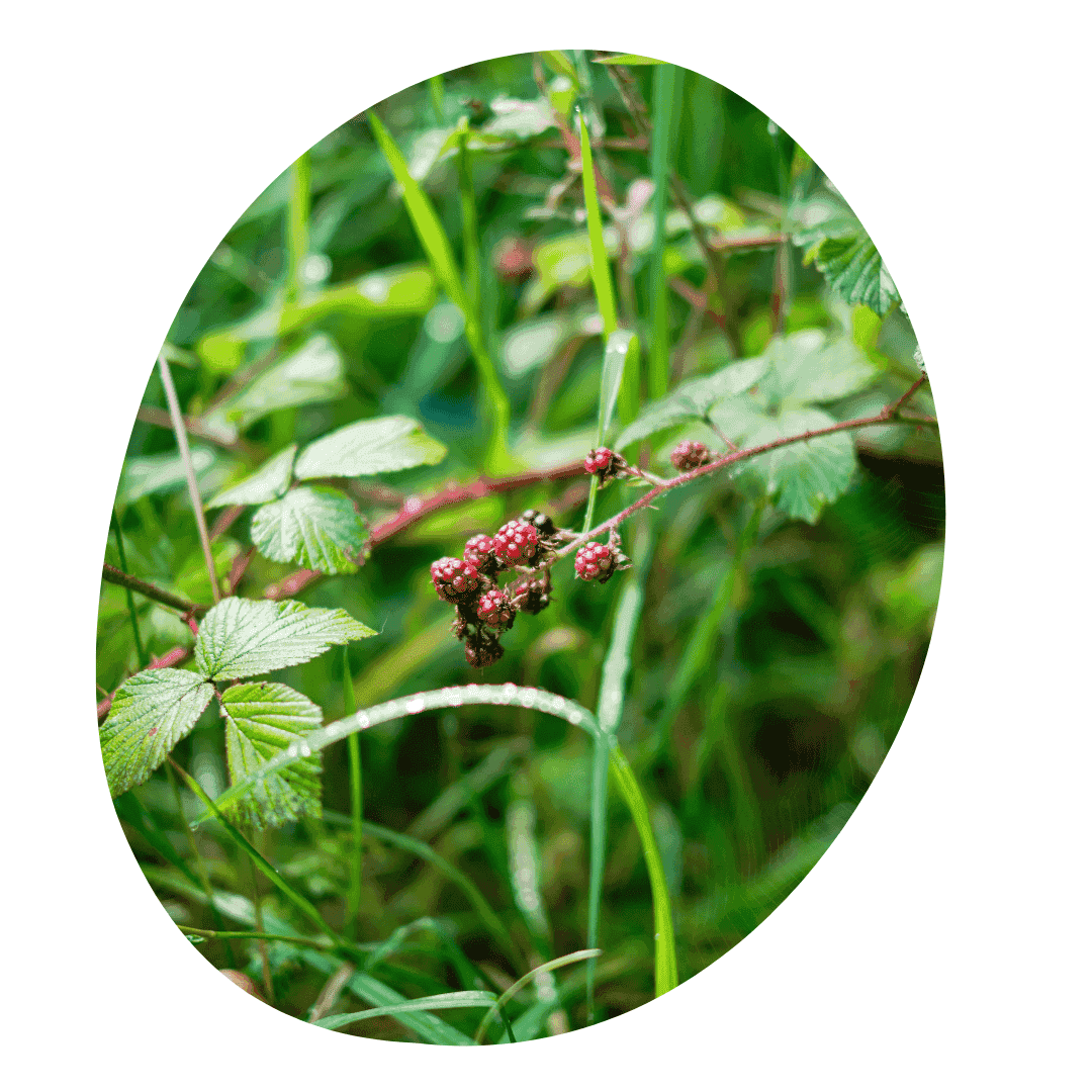 Red and black berries