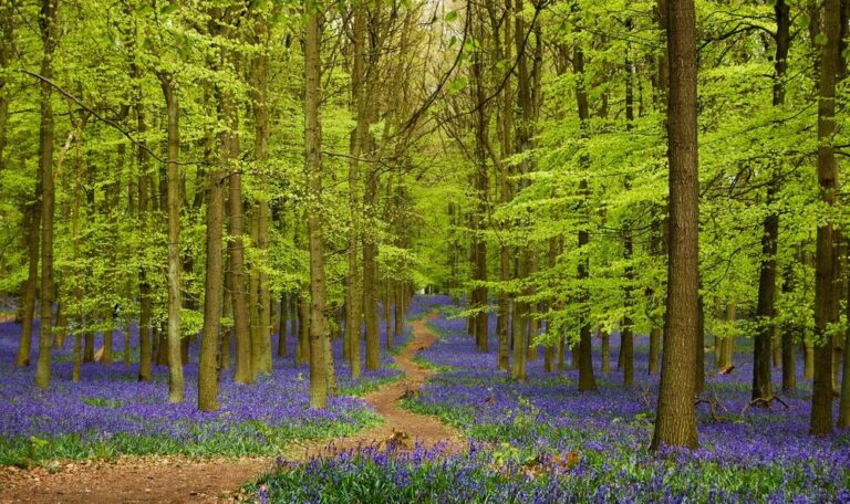 A forest with bluebells on the ground