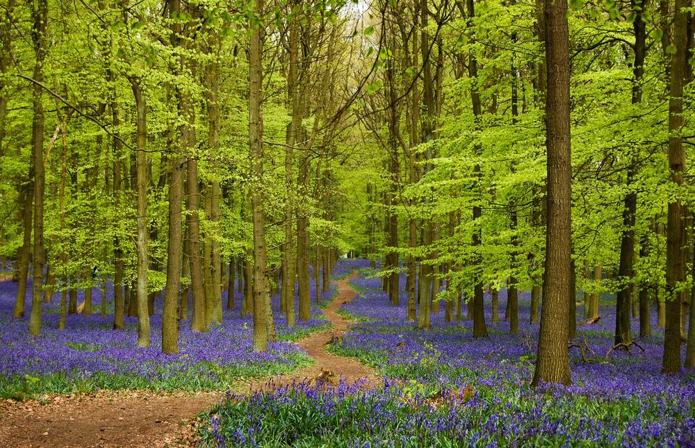 A forest with bluebells on the ground