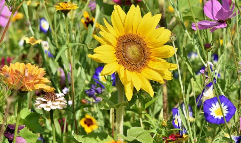 Flowers in a garden