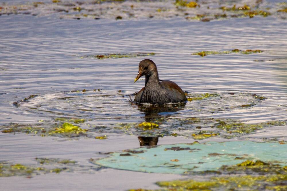 A duck in a pond