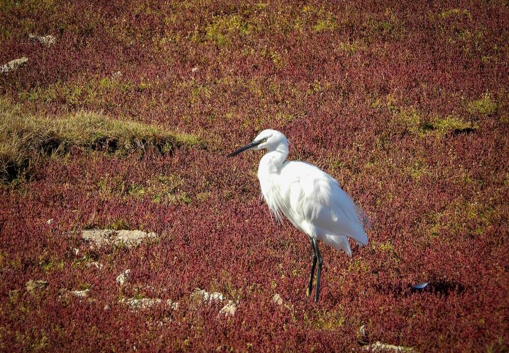 A white bird stood on the grass