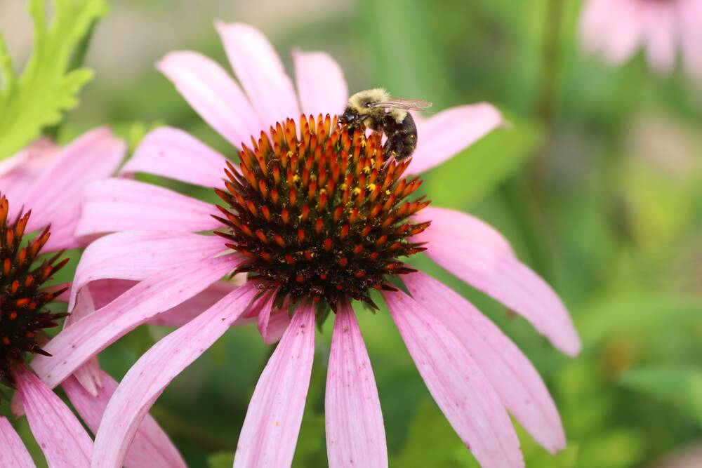 A coneflower with a bee on it