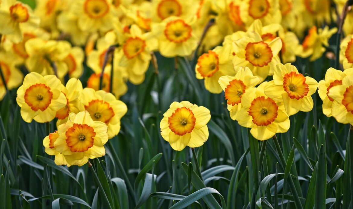 Many Daffodils