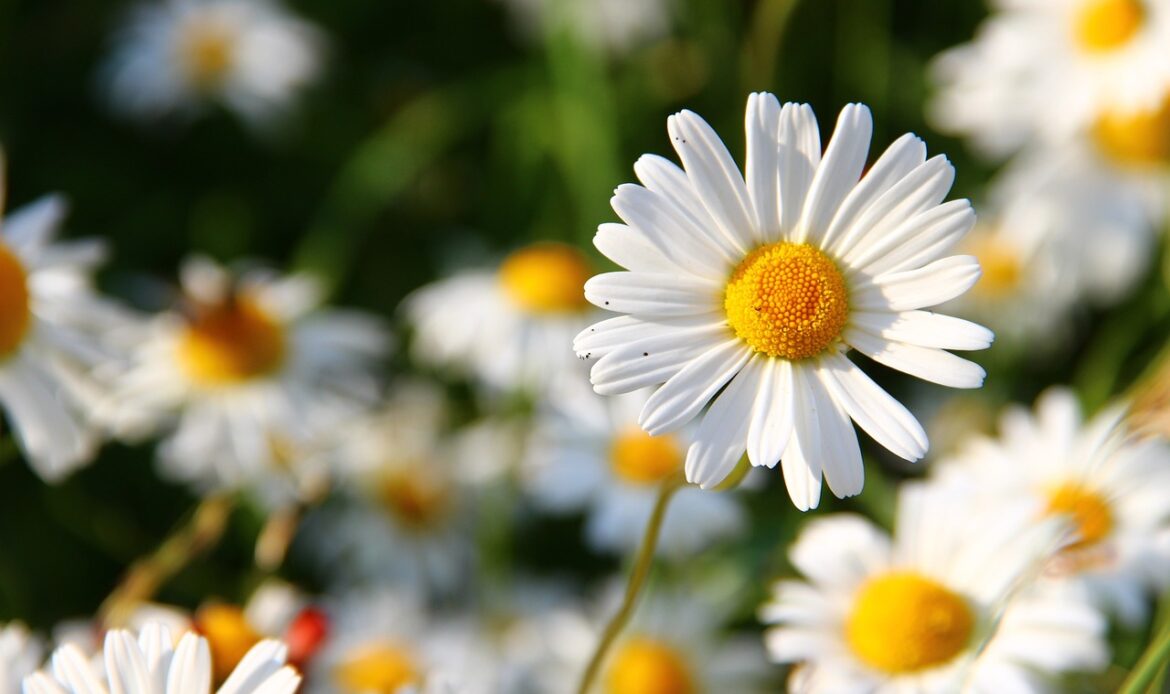 A close up of a daisy