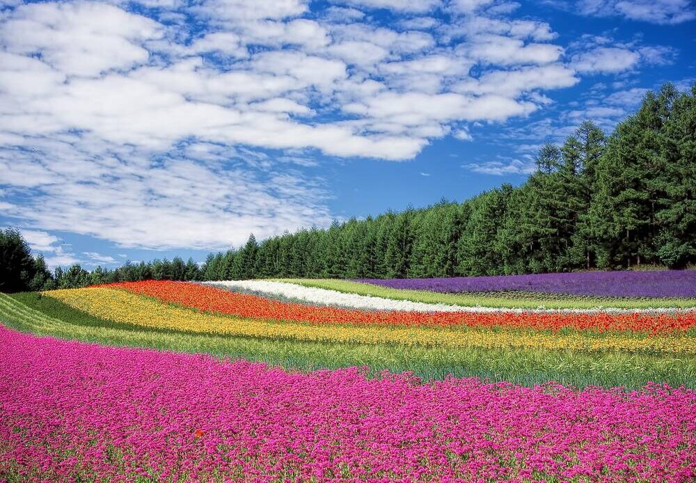 A field full of flowers
