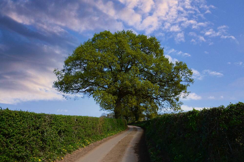 A road with hedgerows at the sides