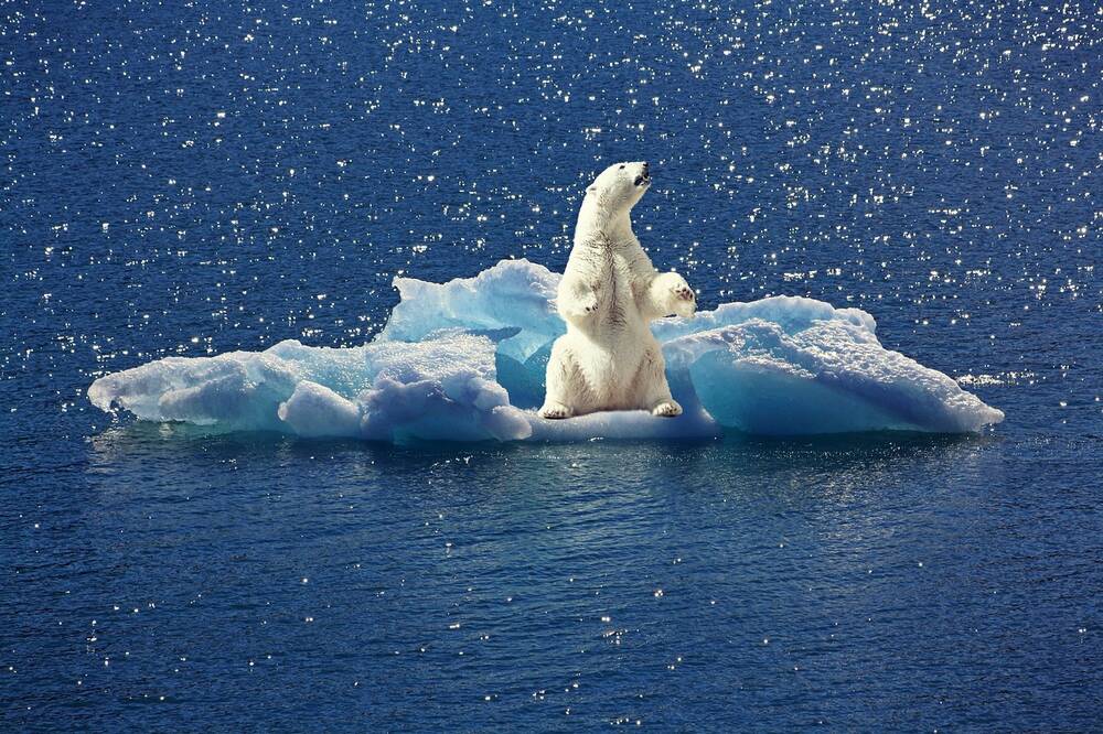 A polar bear drifting on an icecap