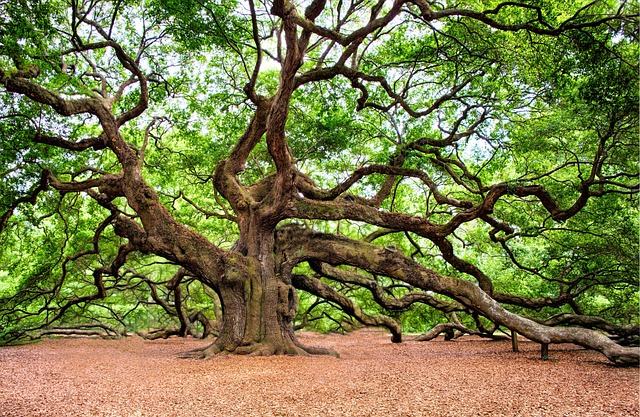 An Oak tree