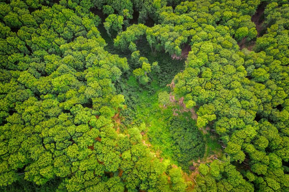 A rainforest as seen from the air