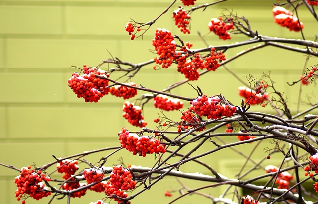 Branches of a Rowan tree