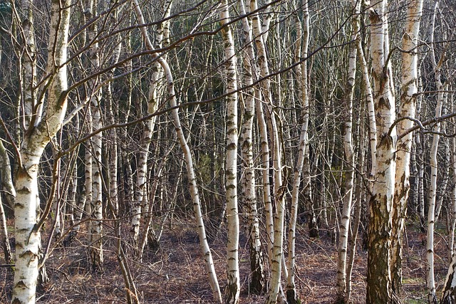 Several Silver Birch trees