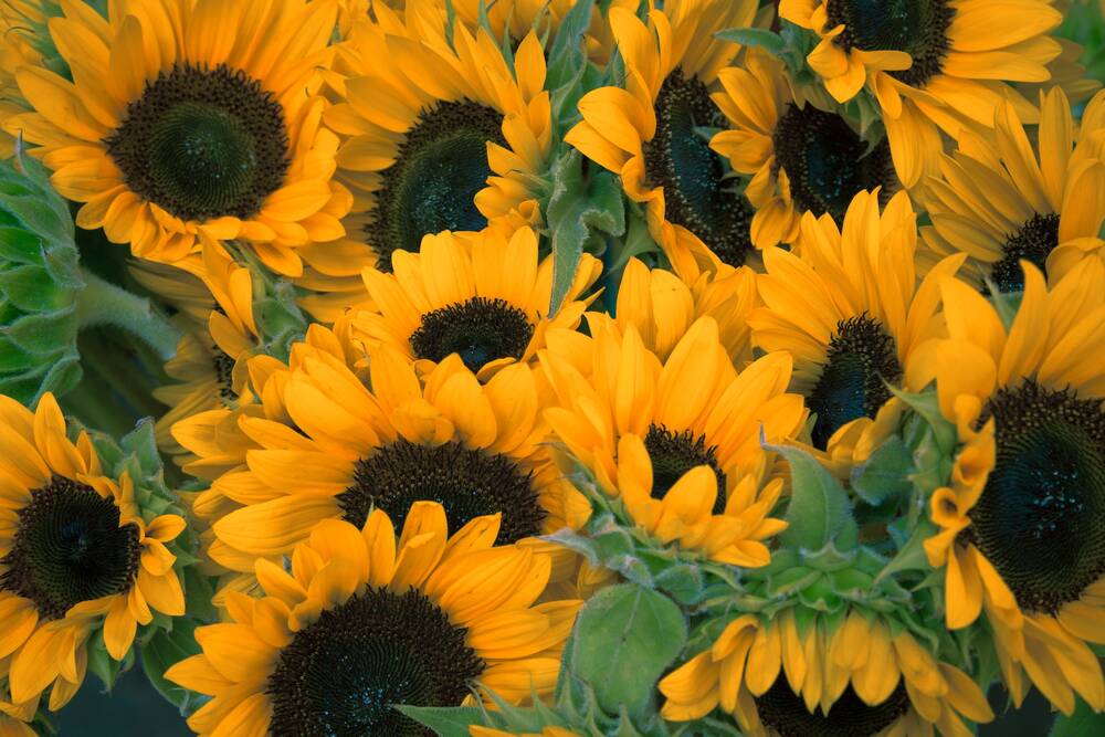 Several sunflowers
