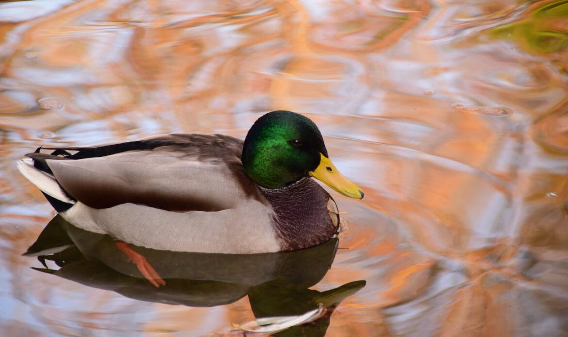 A duck on the water