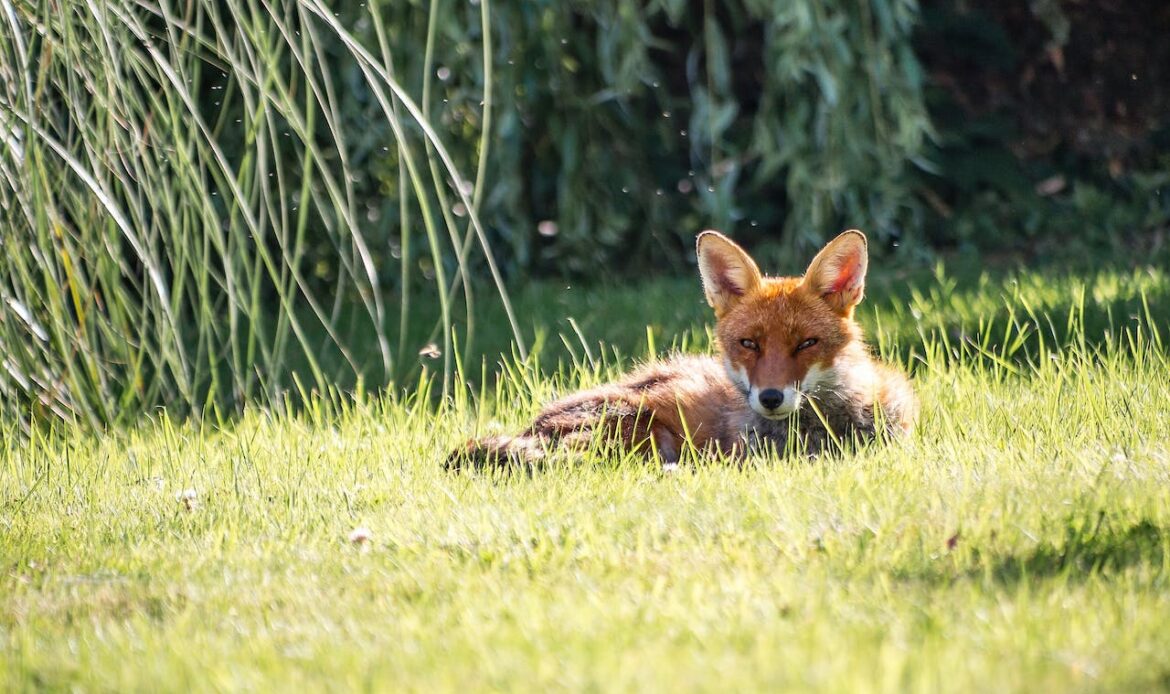 A fox lying on the grass