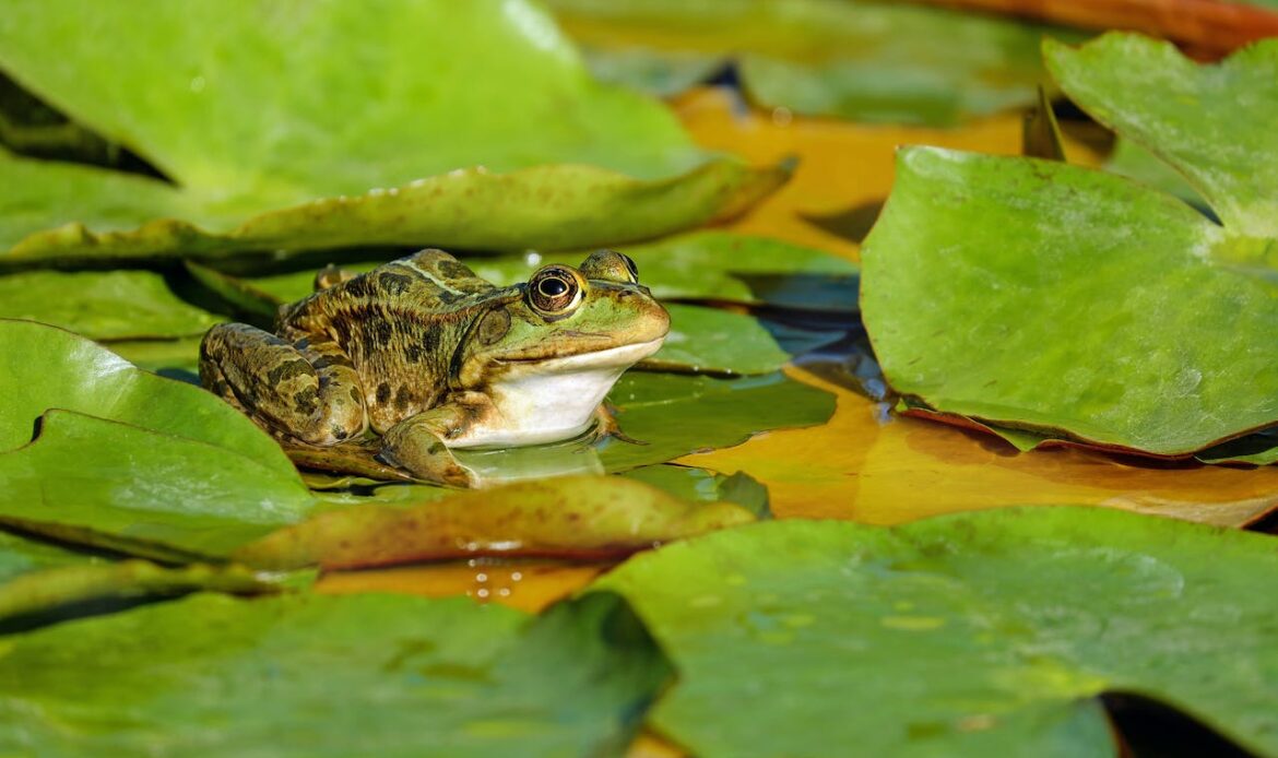 A frog on a leaf in a pond