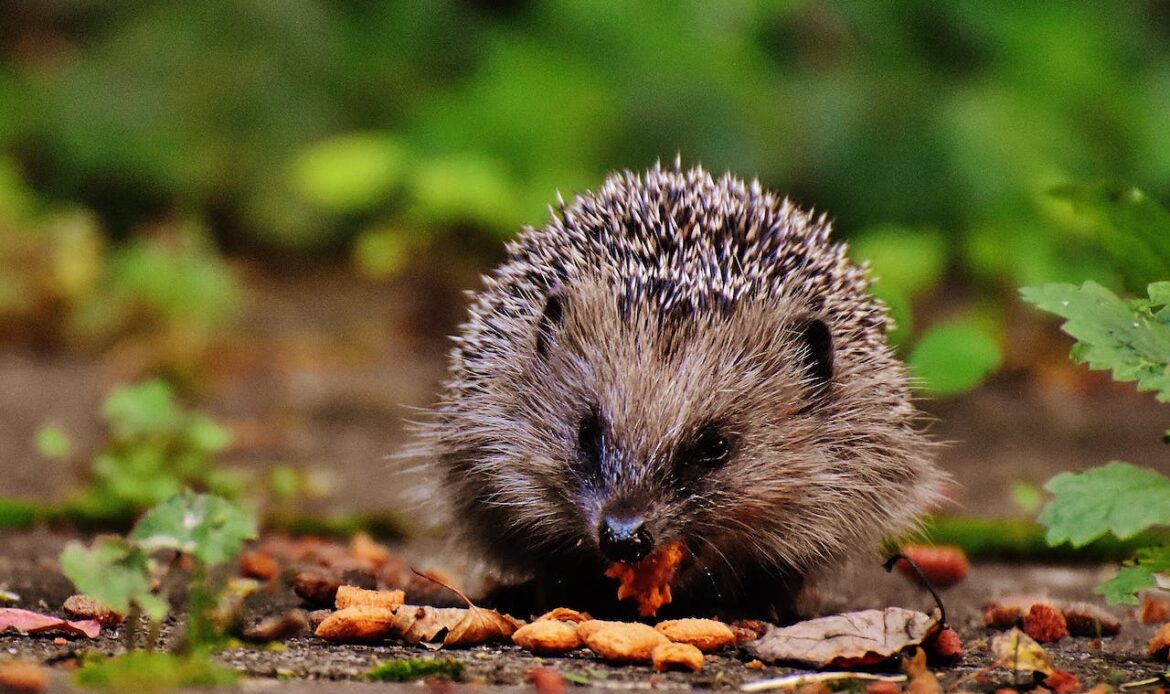 A hedgehog eating a leaf