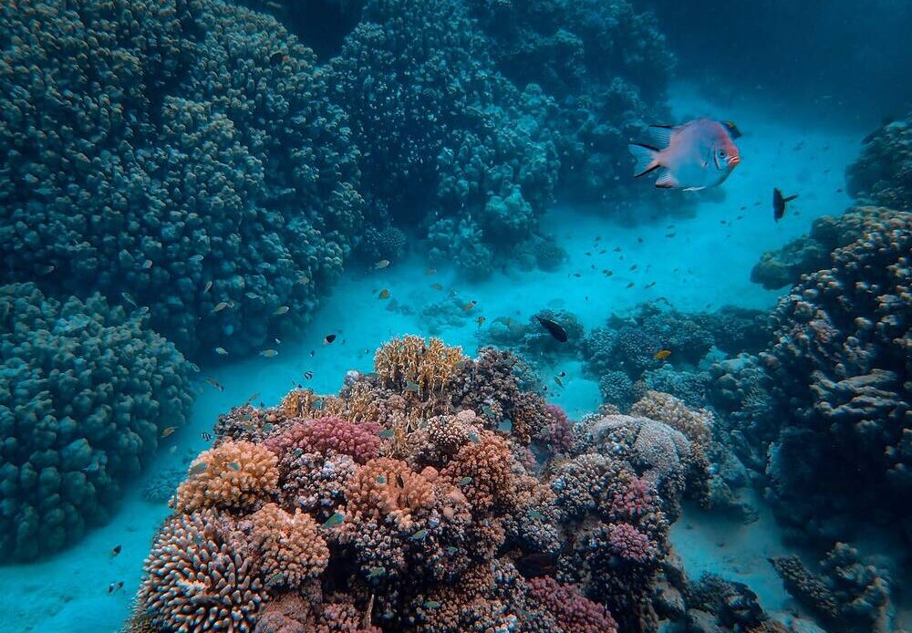 A coral reef with fish swimming near it