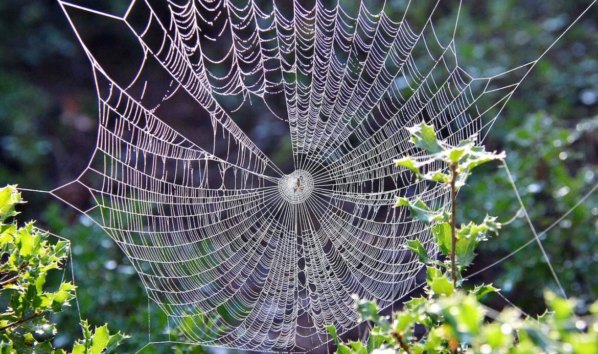 A spider in a web