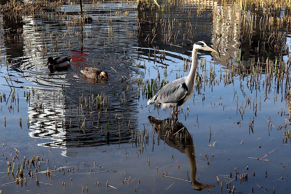 Birds in a pond