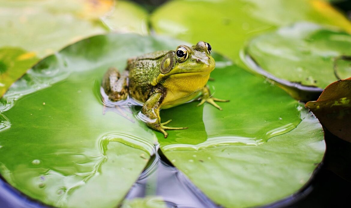 A frog sat on a leaf in a pond