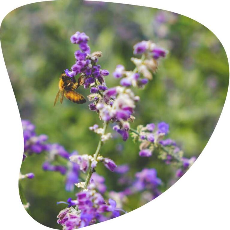 Biodiversity Net Gain (BNG) Units - Gaia