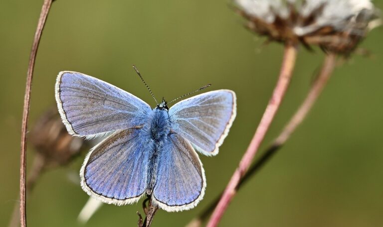 A blue butterfly resting on a plant