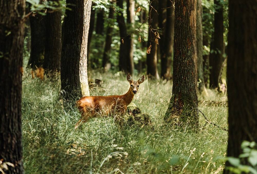 A deer in between trees